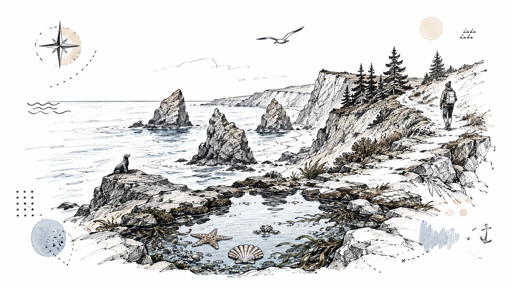 A detailed pen and ink style illustration of the rugged Sonoma County coastline featuring a hiker.