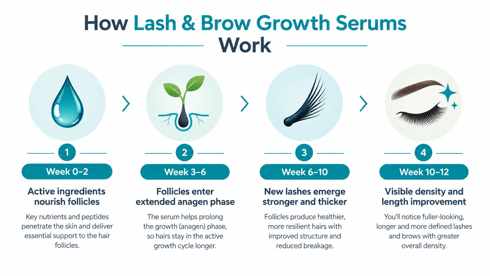 An infographic illustrating the four-stage growth timeline and benefits of using lash and brow growth serums.