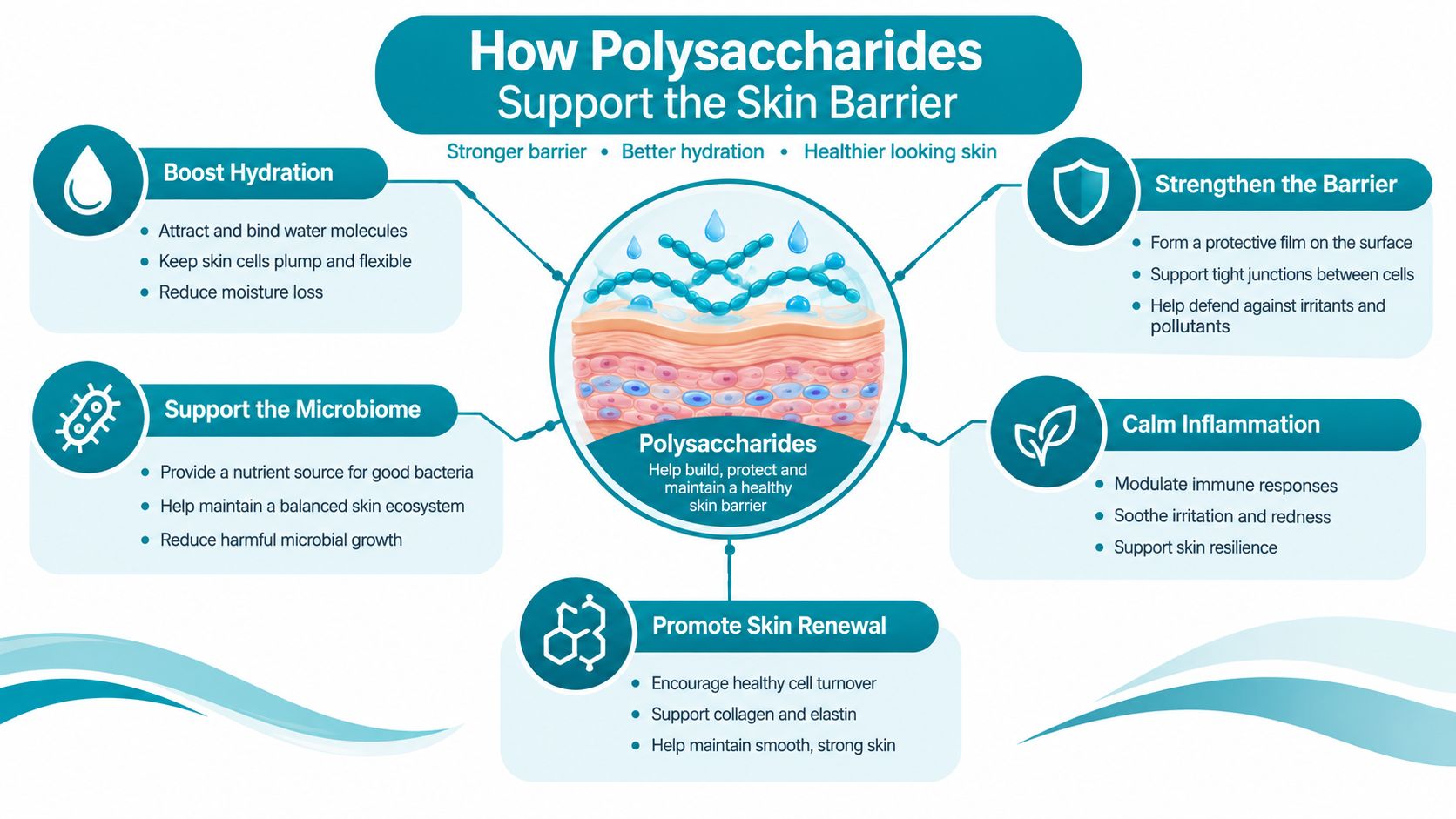 An infographic showing how polysaccharides improve skin barrier function, boost hydration, support the microbiome, and calm inflammation.