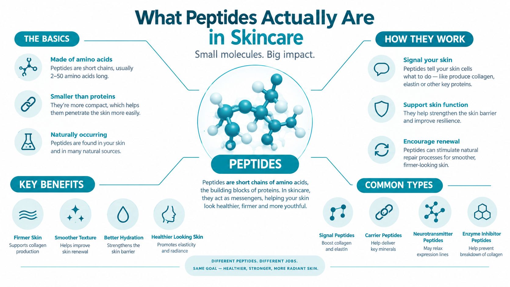 An infographic explaining the benefits, functions, and types of peptides used in skincare products.