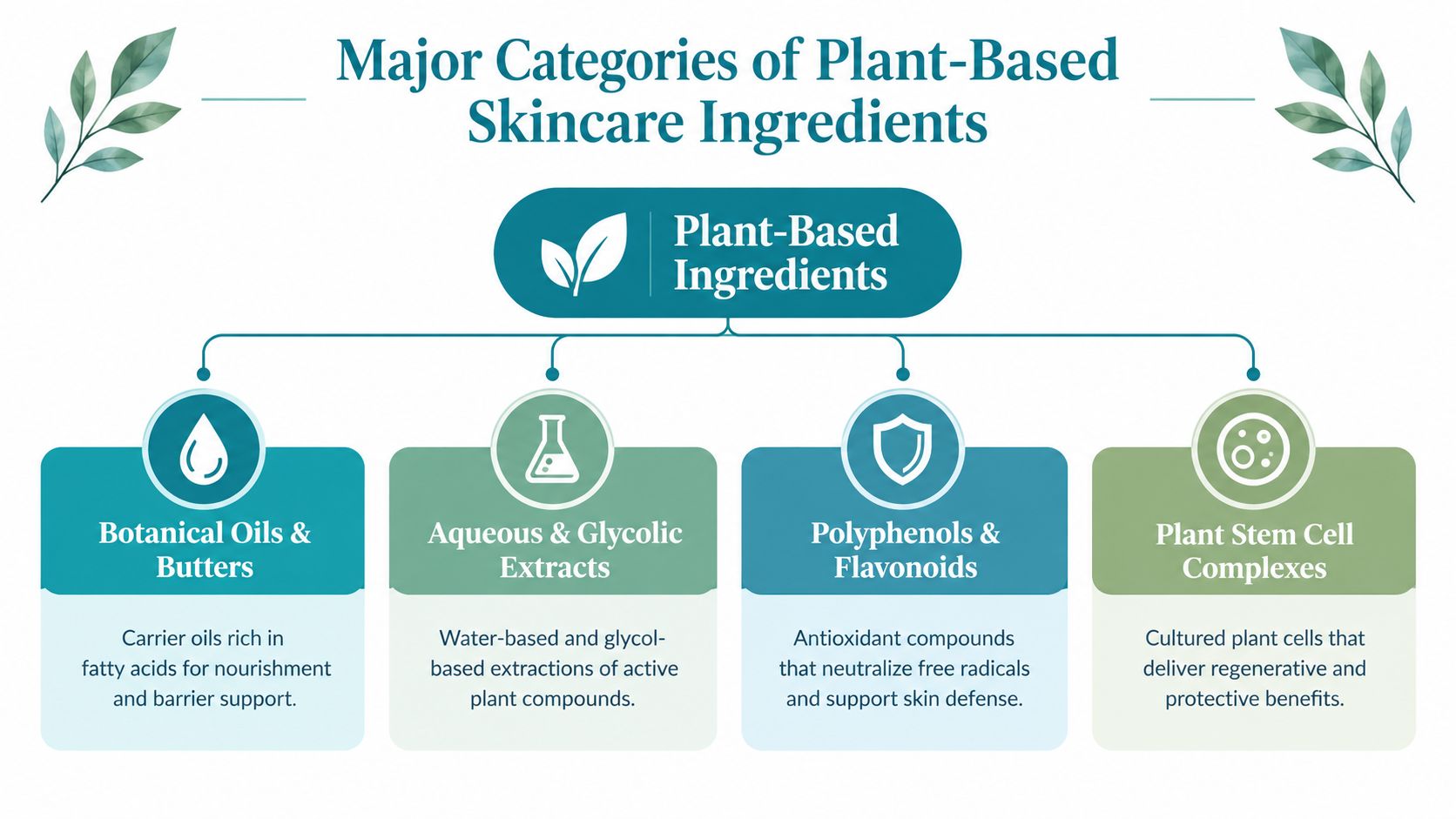 An infographic showing four major categories of plant-based skincare ingredients including botanical oils, extracts, polyphenols, and stem cells.