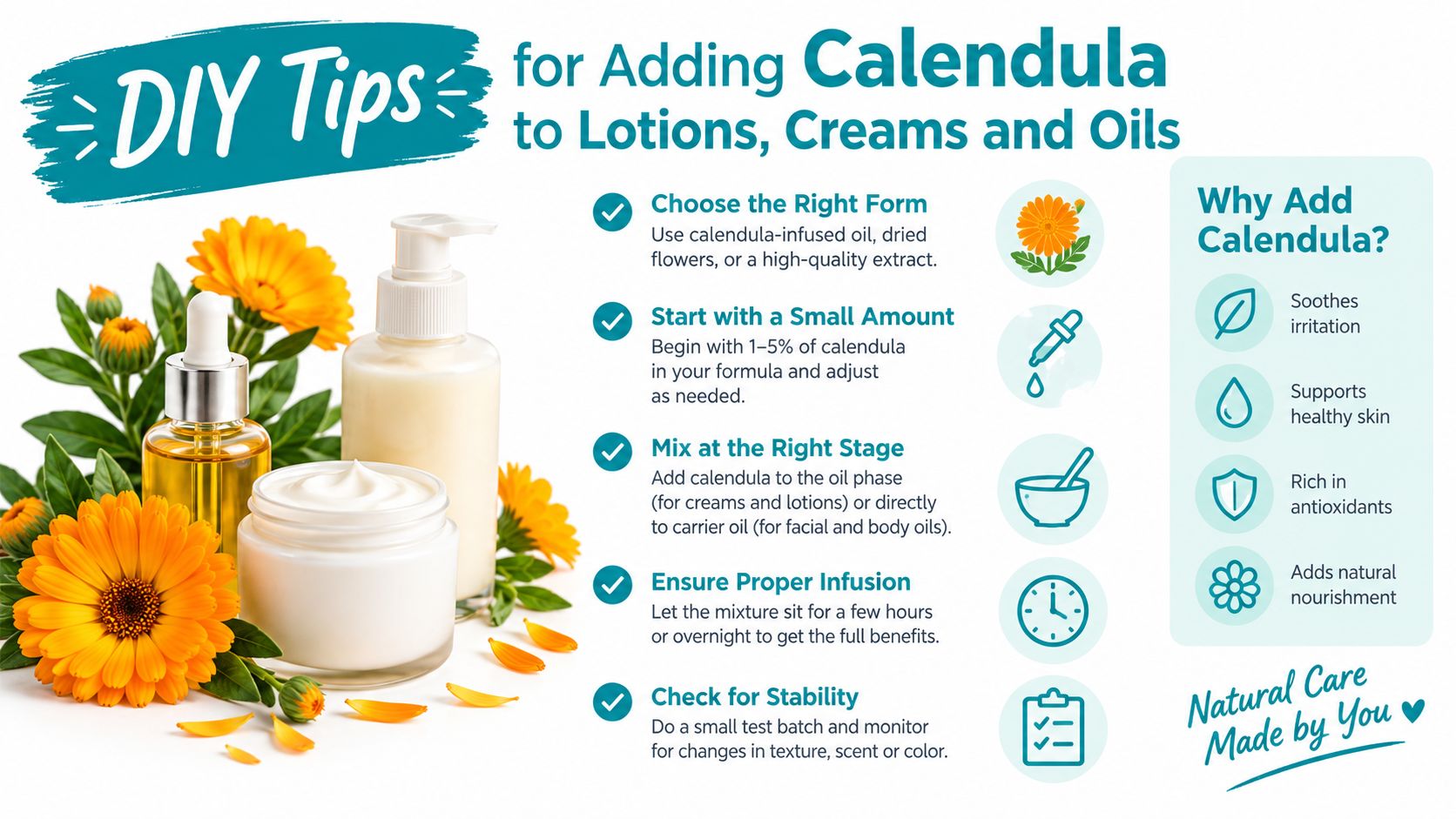 Informative graphic showing DIY tips for adding calendula flowers and oil into homemade skincare lotions and creams.