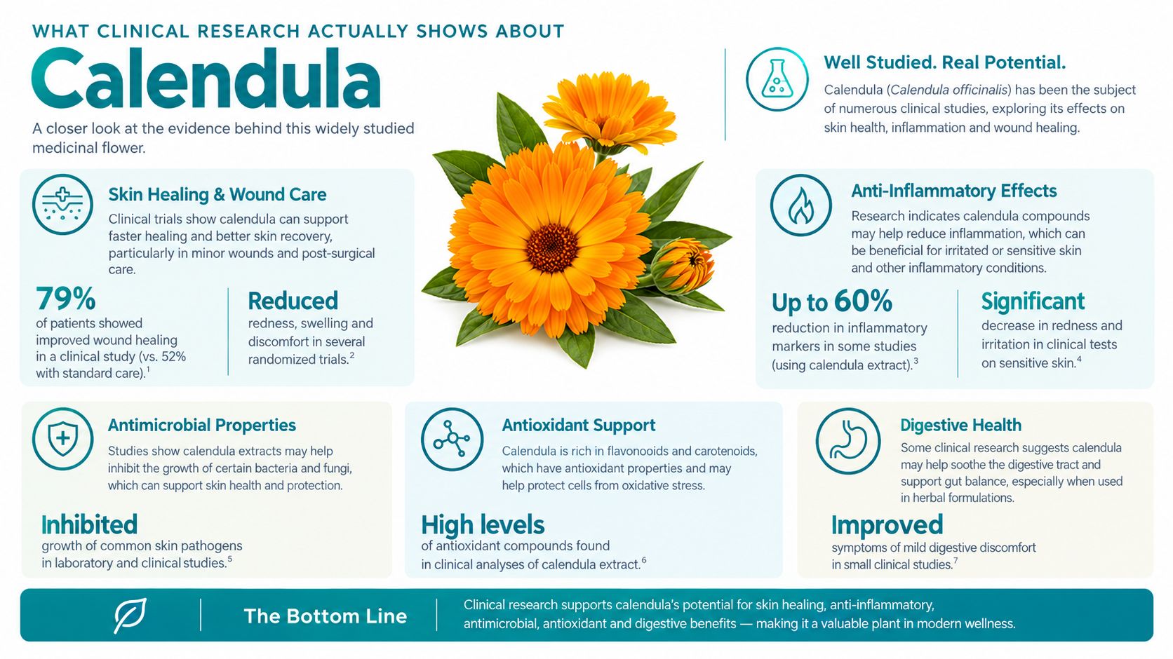 An infographic summarizing clinical research findings on the benefits of calendula for skin health and wellness.