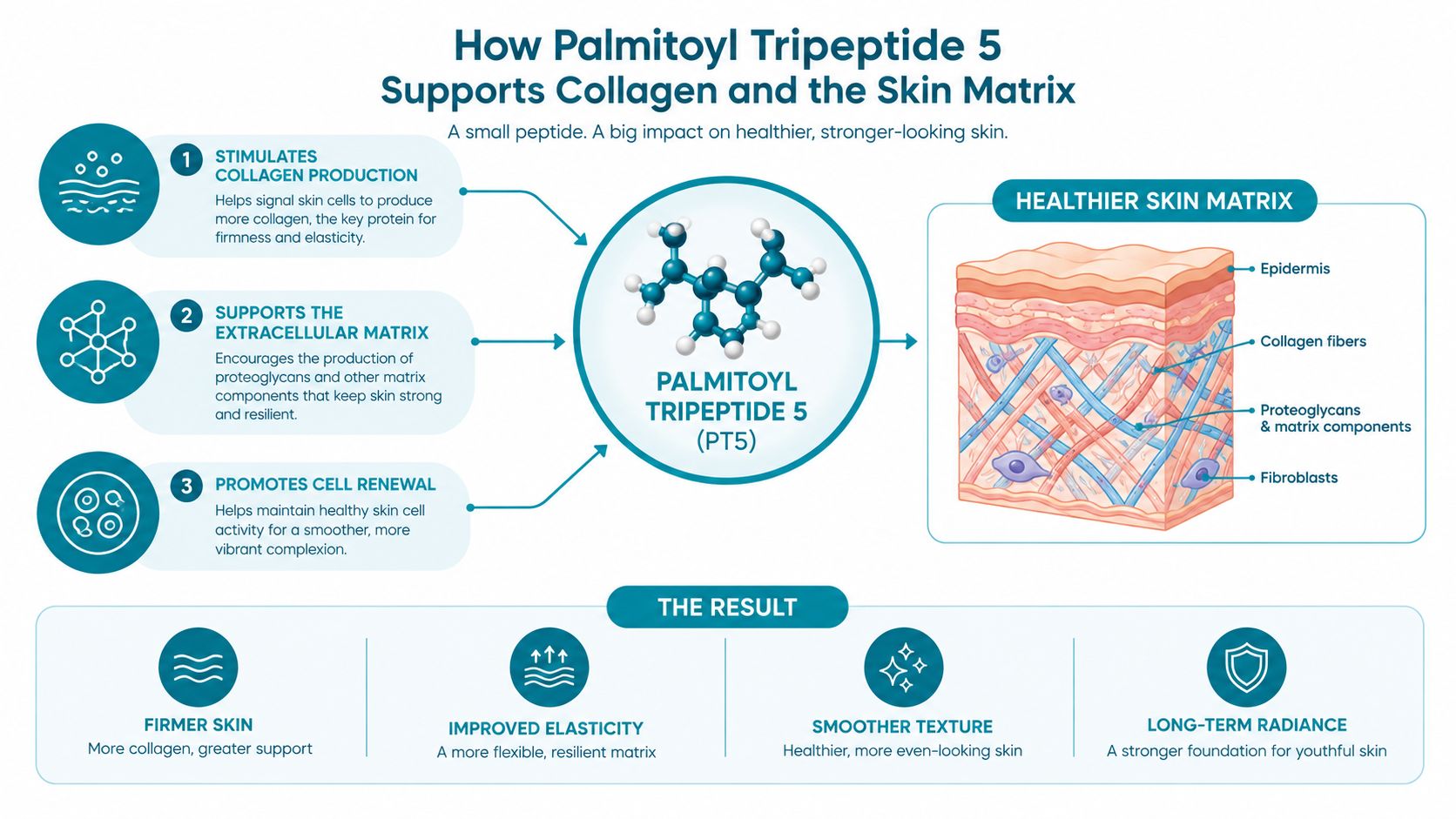 A diagram explaining how Palmitoyl Tripeptide 5 stimulates collagen, supports the extracellular matrix, and promotes skin renewal.