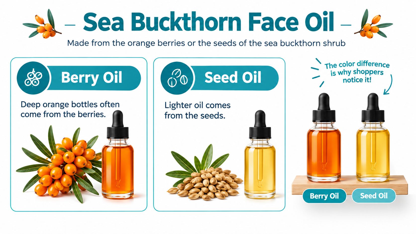 An infographic comparing sea buckthorn berry oil and seed oil, explaining their color and origin differences.