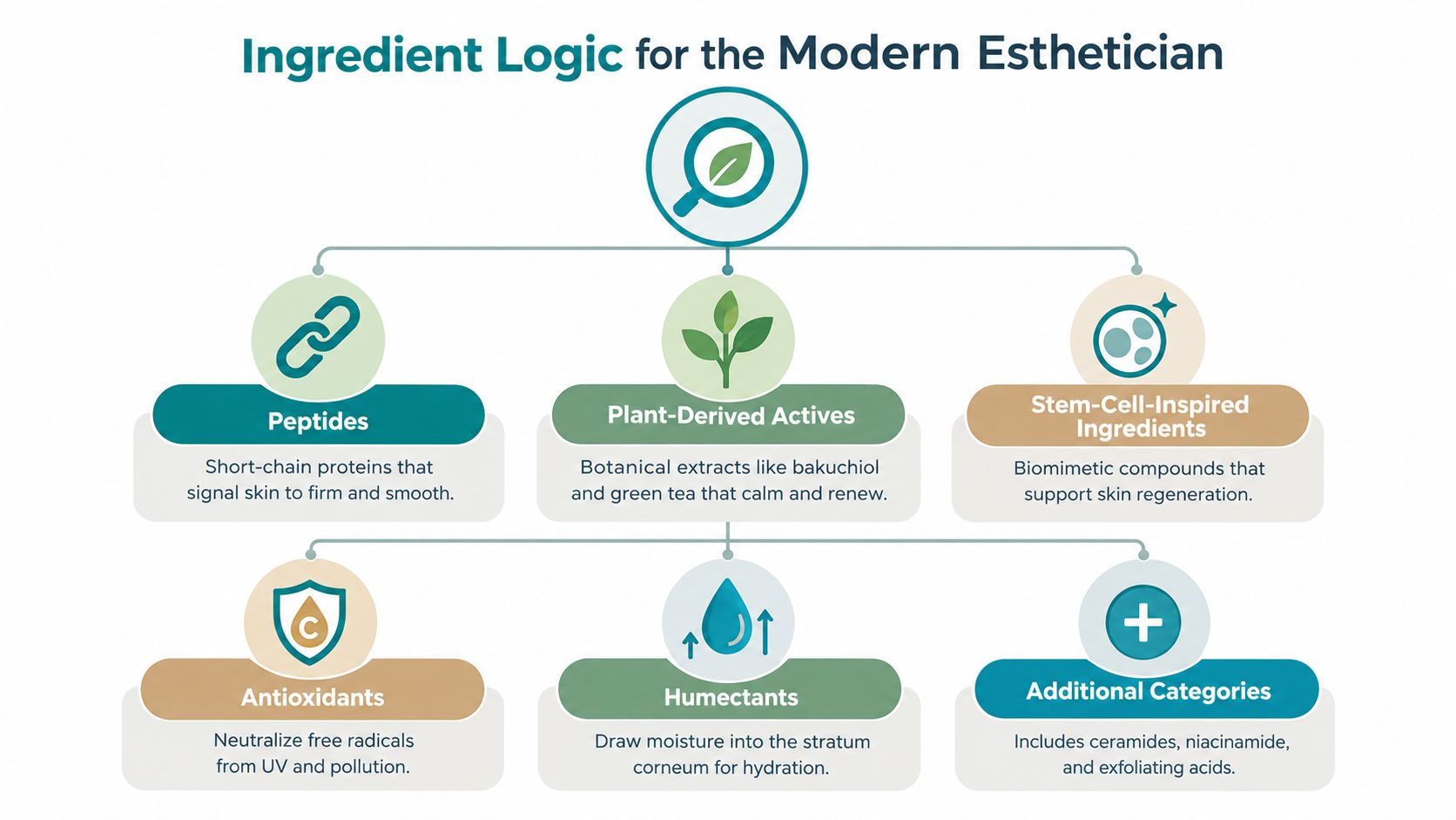 A diagram titled Ingredient Logic for the Modern Esthetician showing categories of skincare ingredients like peptides, antioxidants, and humectants.