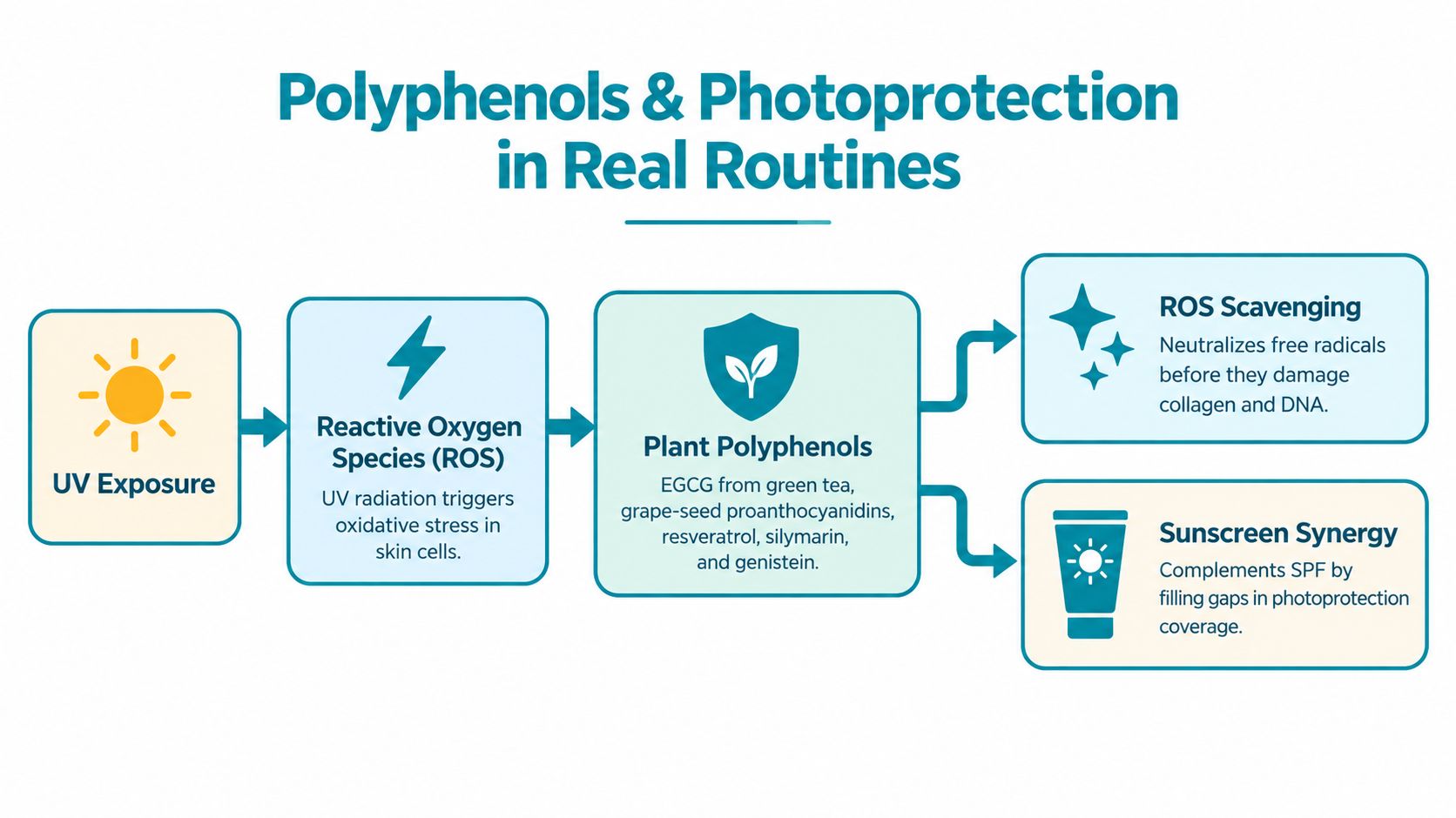 A diagram illustrating how plant-based polyphenols provide photoprotection against UV damage by scavenging ROS and complementing sunscreen.