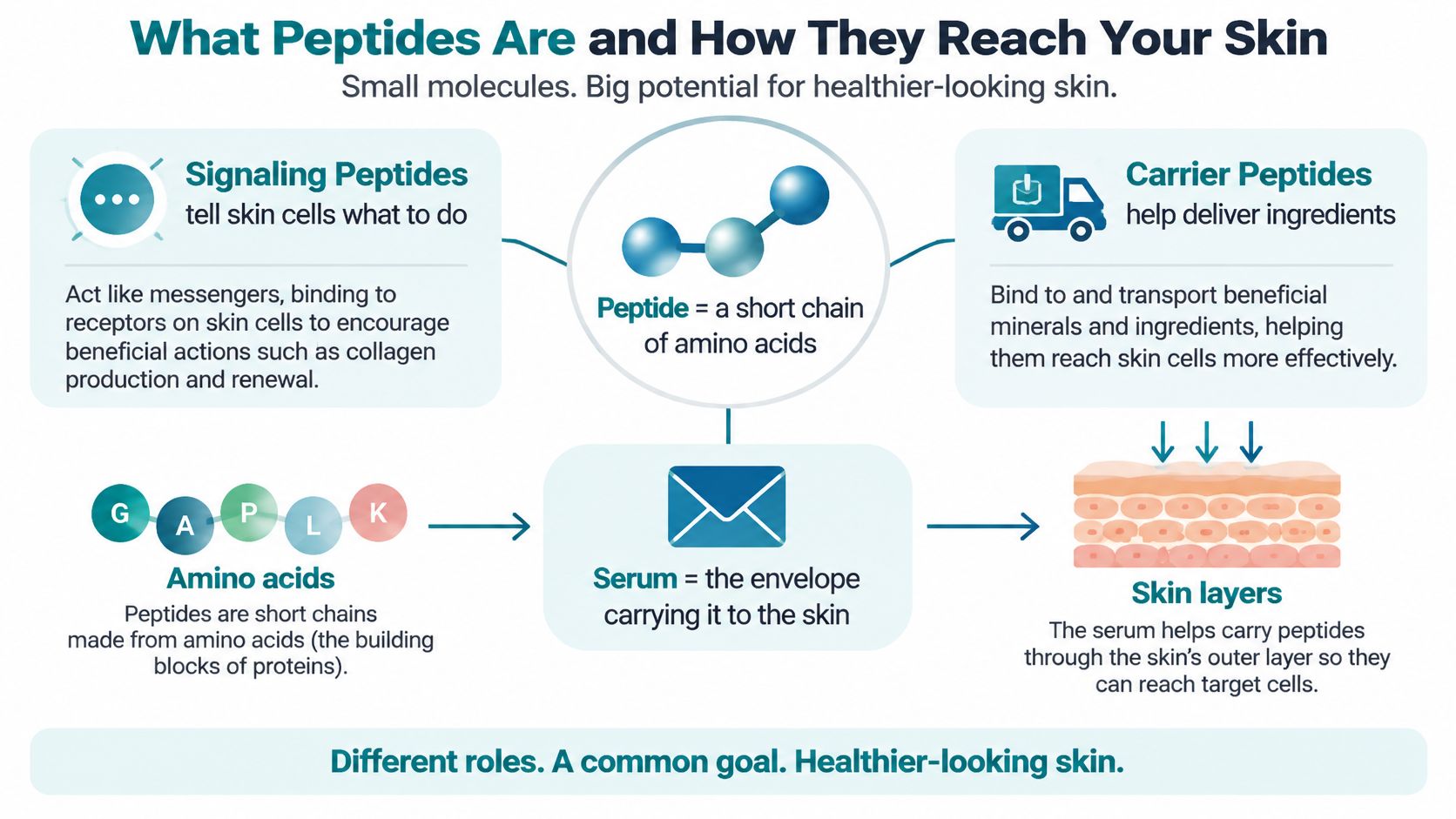 An infographic explaining how signaling and carrier peptides in serums penetrate skin layers to improve appearance.