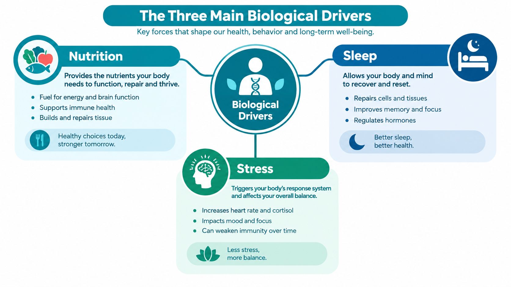 An infographic titled The Three Main Biological Drivers showing how nutrition, sleep, and stress impact health.