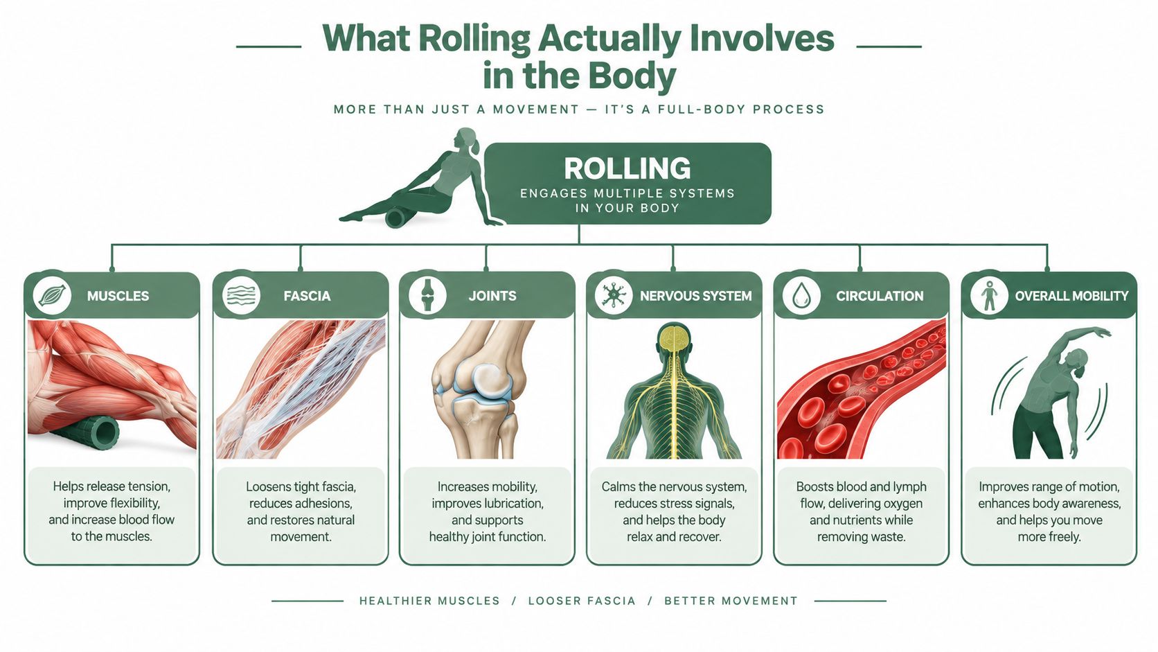 A diagram explaining how foam rolling engages muscles, fascia, joints, the nervous system, and overall body circulation.