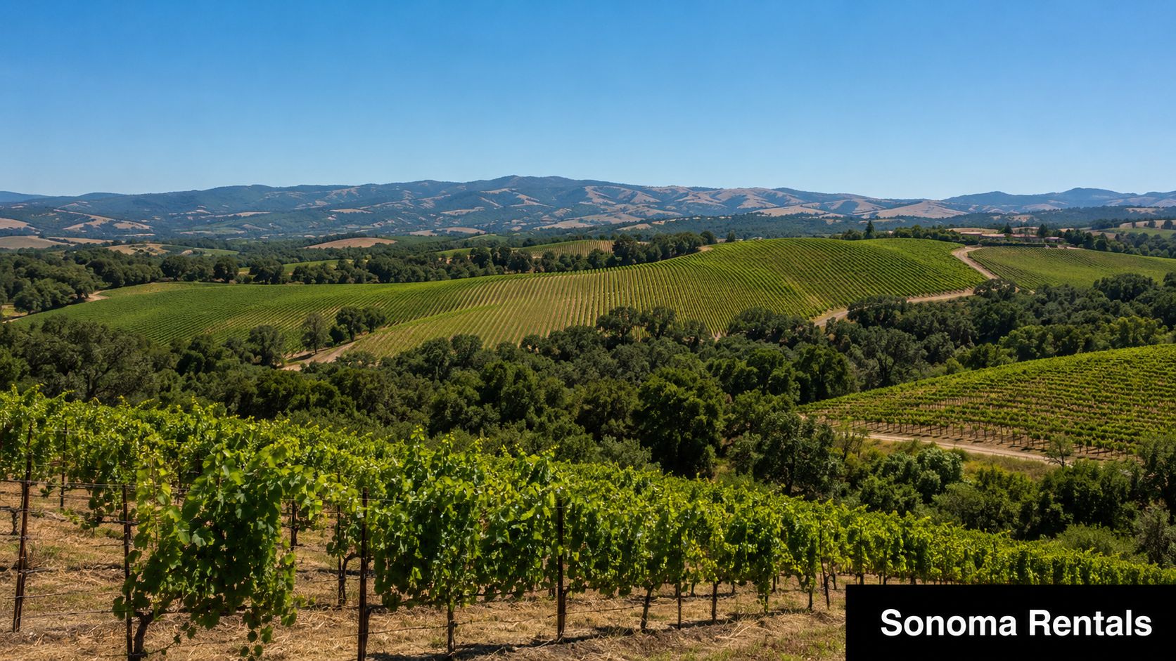 A wide view of lush green vineyards sprawling across rolling hills under a bright clear blue sky.