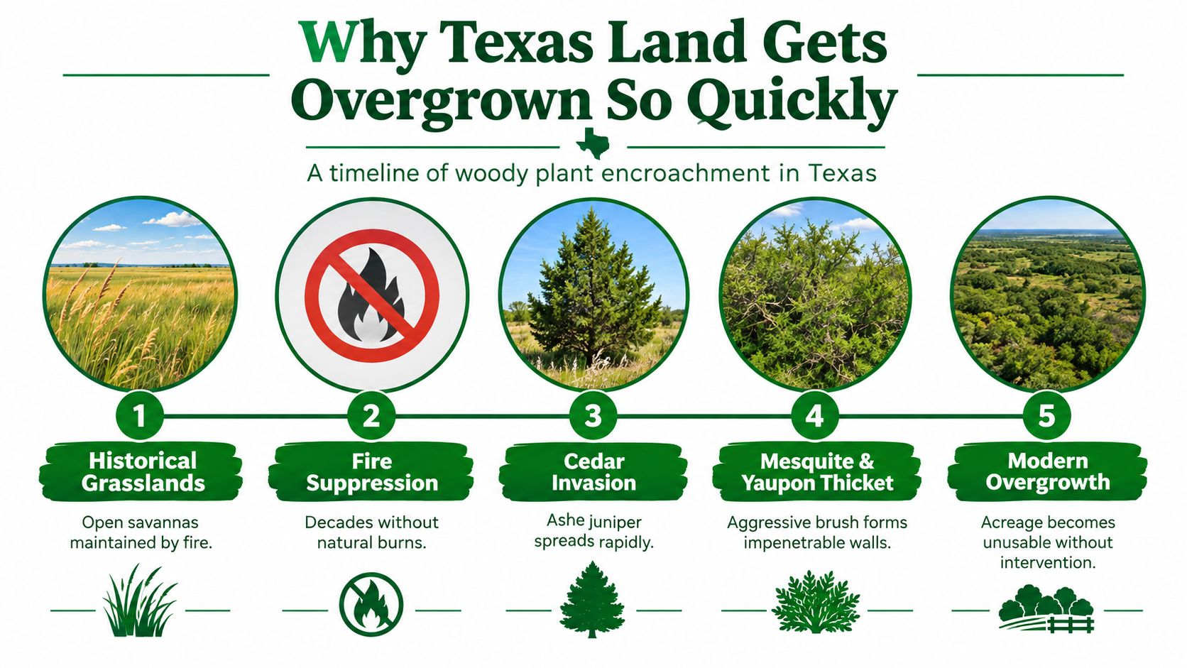 An infographic showing the timeline of woody plant encroachment and land overgrowth causes in Texas.