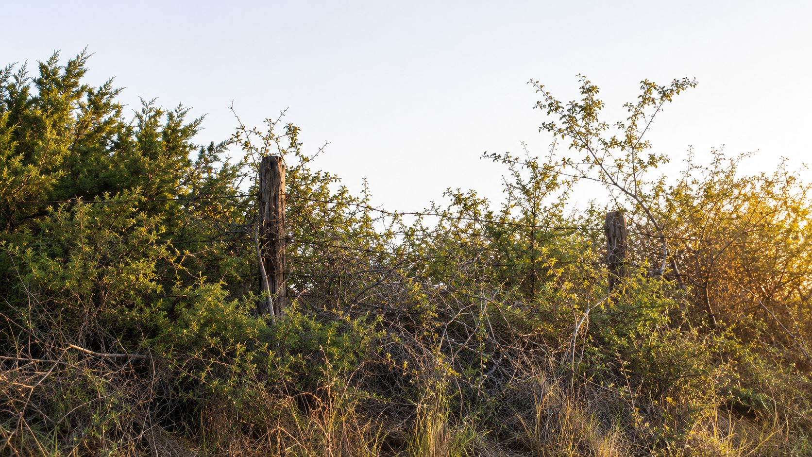 A rustic barbed wire fence line overgrown with wild green bushes and dry grass at sunset.