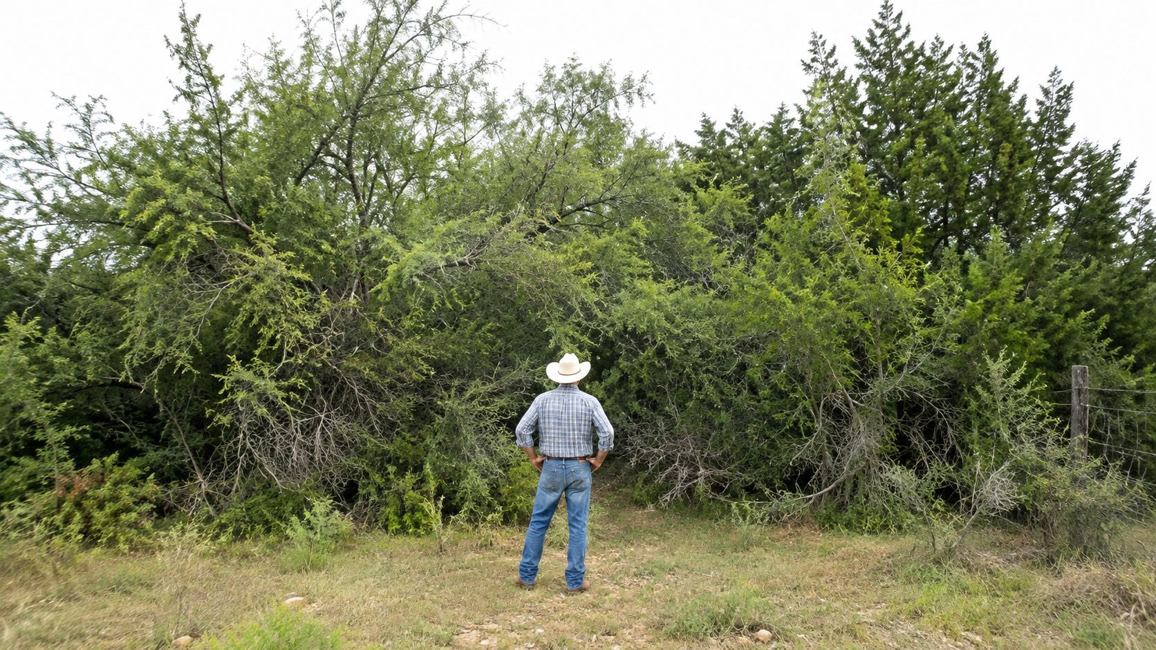 A rancher wearing a cowboy hat and plaid shirt stands looking at dense Texas brush