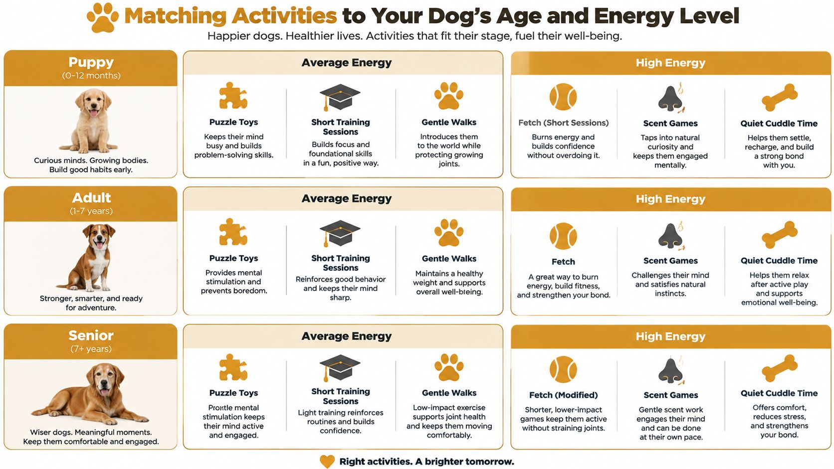 Un grafico che mostra attività consigliate per i cani in base all'età e al livello energetico per i proprietari di animali domestici.