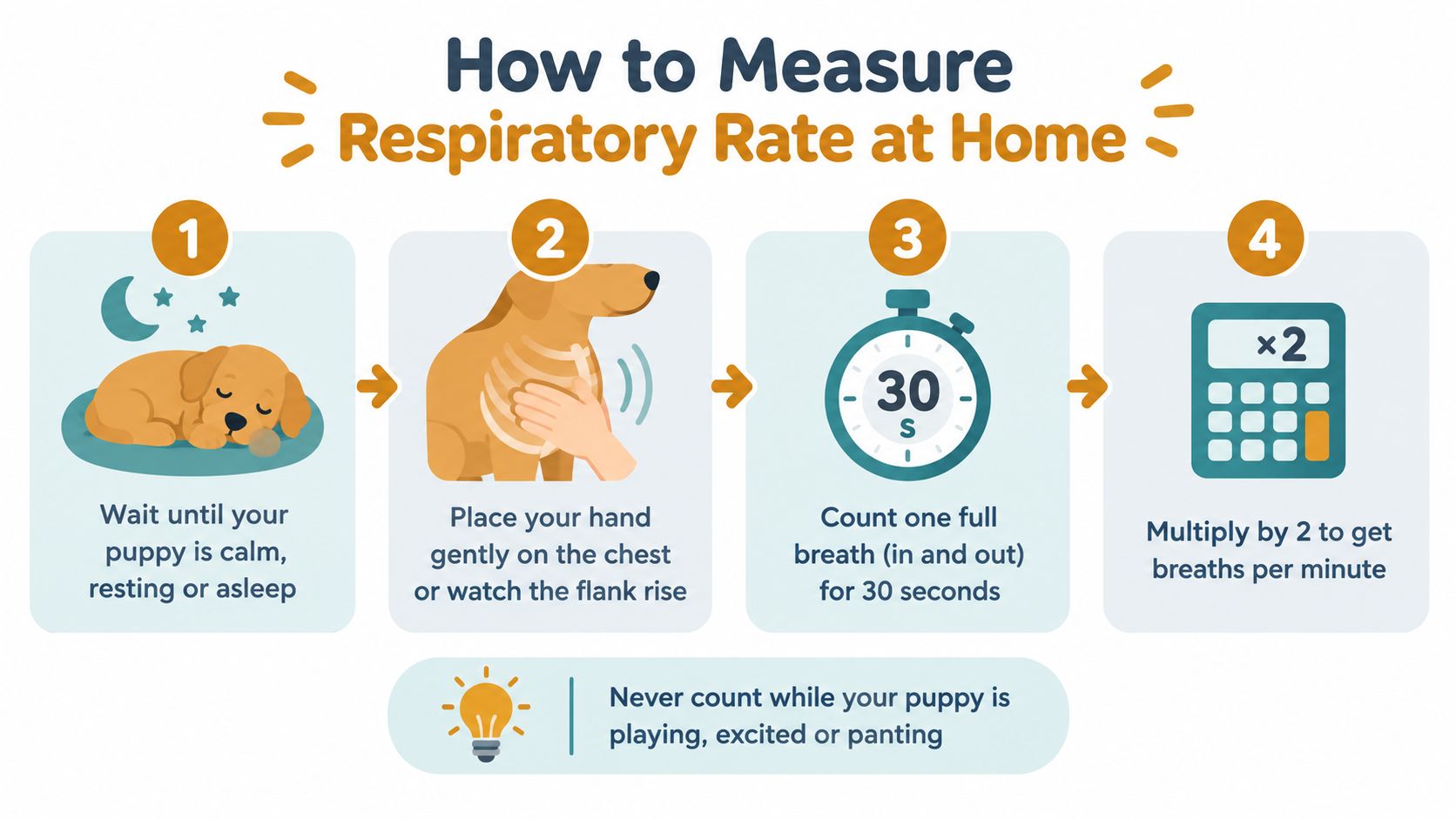 An infographic showing a four-step guide on how to measure a puppy's respiratory rate at home.