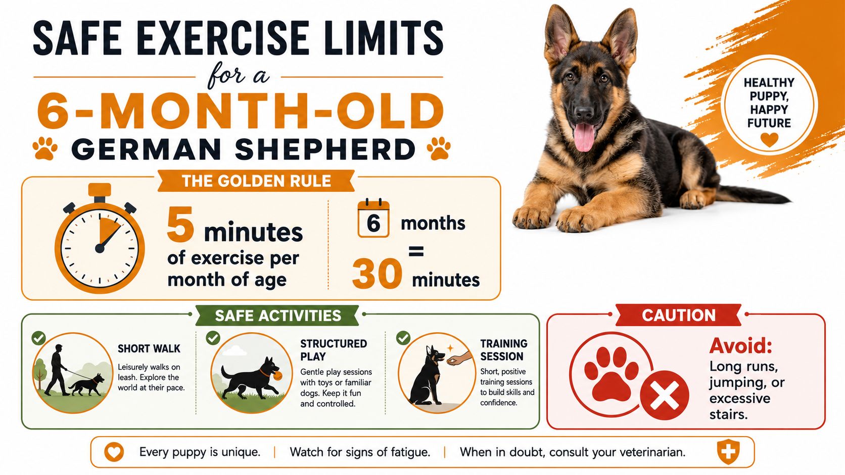 An infographic detailing safe exercise guidelines for a six-month-old German Shepherd puppy with activity recommendations.