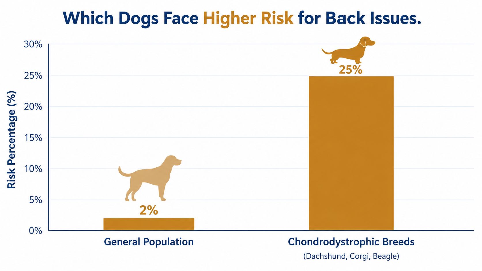 Un grafico a barre che confronta la percentuale di rischio di problemi alla schiena tra la popolazione canina generale e le razze condrodistrofiche.
