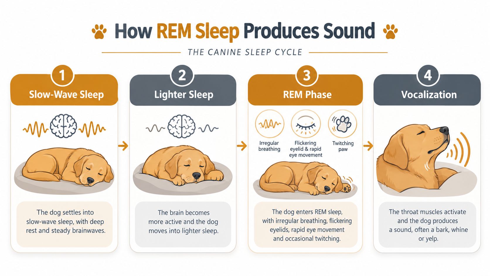 An infographic illustrating the four stages of the canine sleep cycle leading to sleep-related vocalization in dogs.