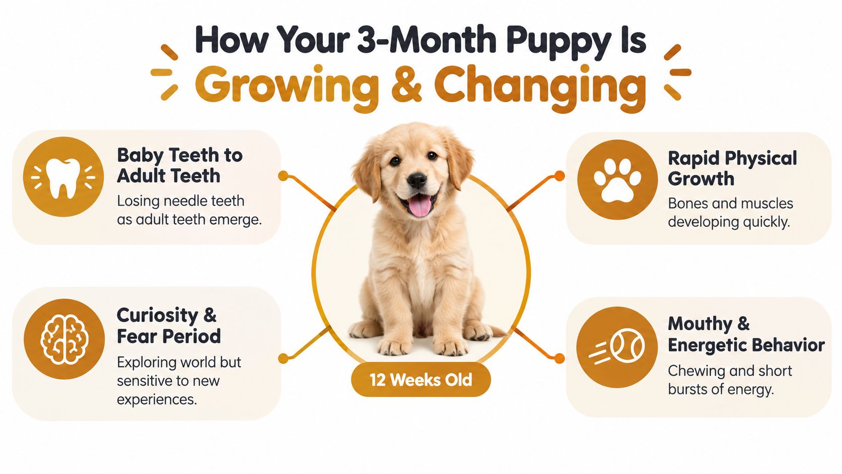 Un'infografica che mostra le quattro fasi di sviluppo chiave e i comportamenti di un cucciolo golden retriever di 12 settimane.