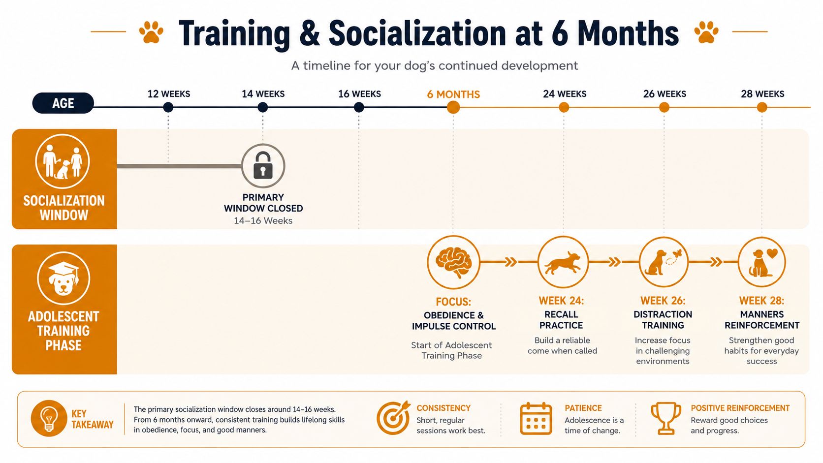 A developmental timeline chart showing dog socialization and adolescent training phases from 12 weeks to 28 weeks.