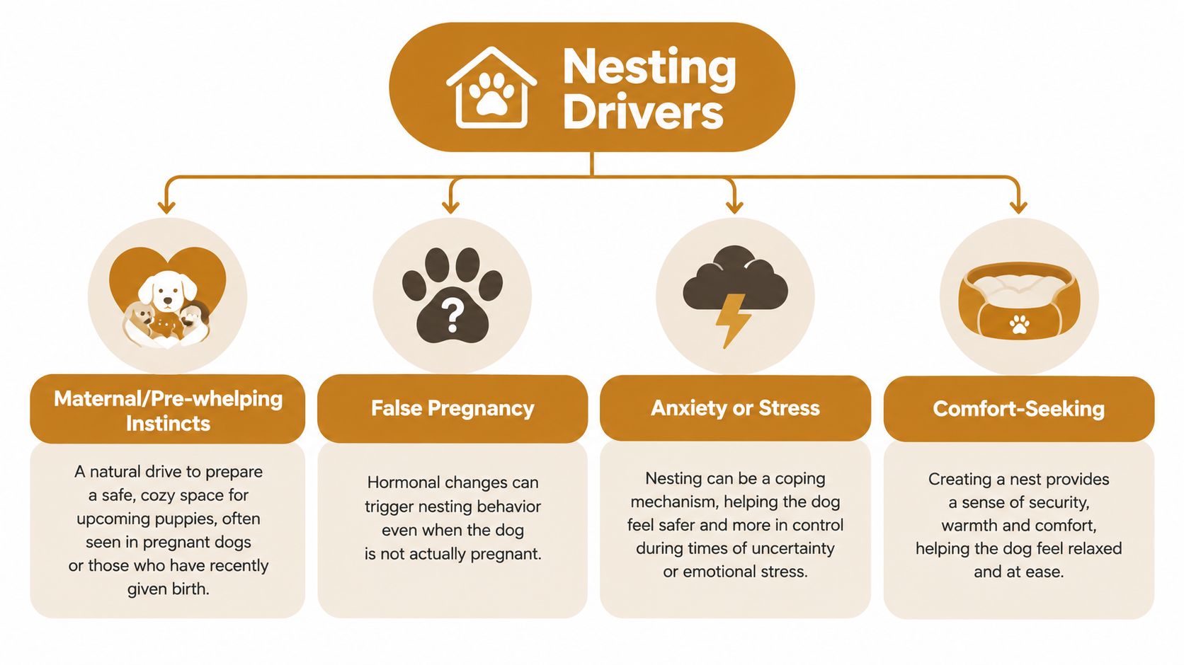 A diagram illustrating four primary reasons for dog nesting behavior, including maternal instincts, false pregnancy, anxiety, and comfort-seeking.