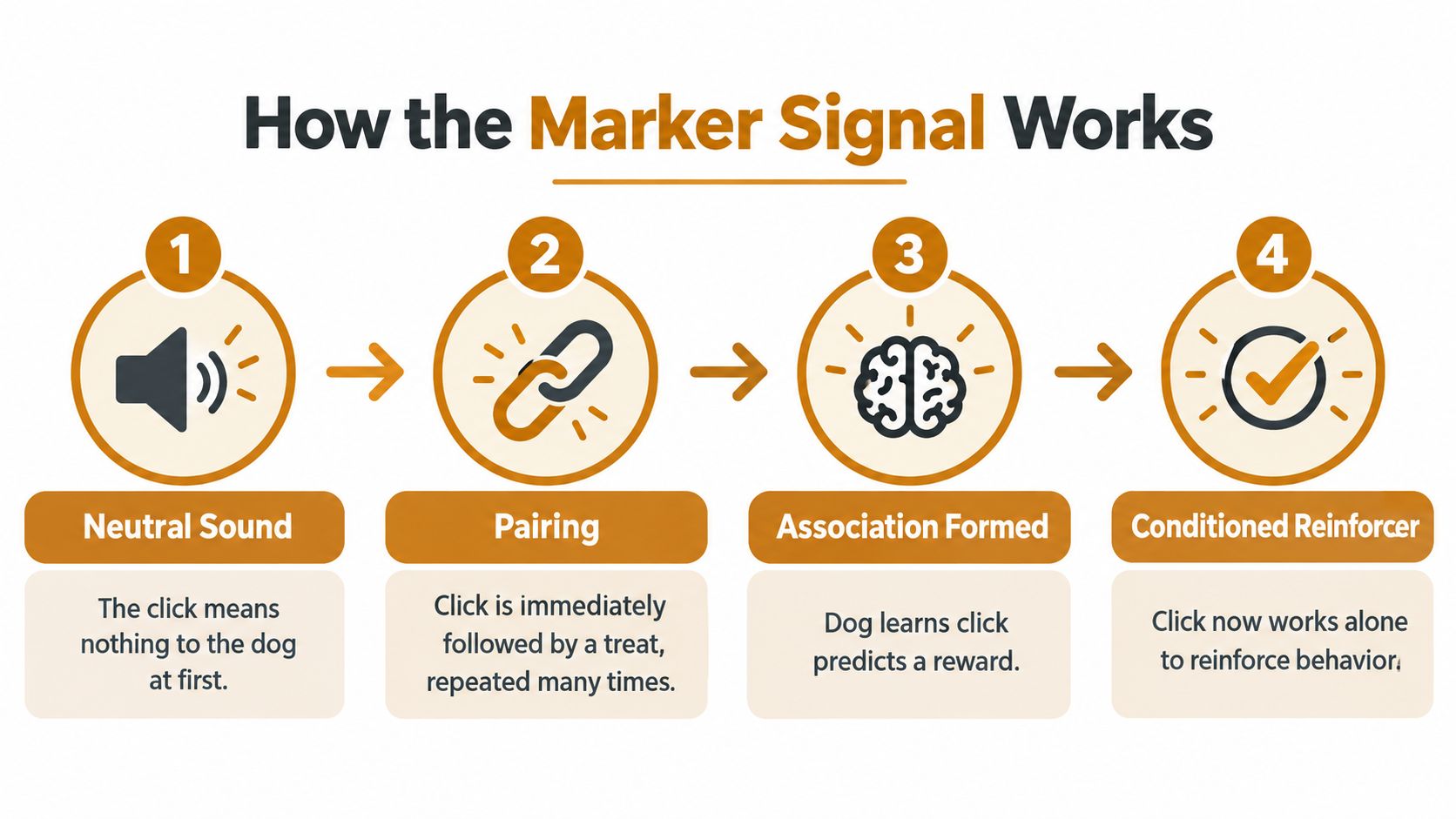 A four-step diagram illustrating how a clicker works as a marker signal for training dogs.