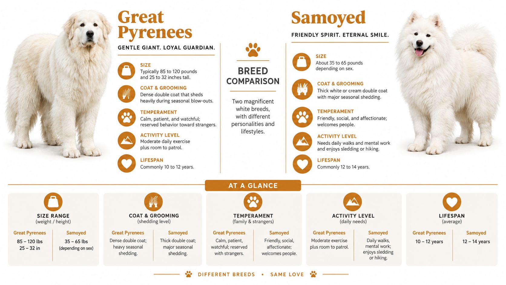 A comparison infographic between the large Great Pyrenees and the fluffy white Samoyed dog breeds.