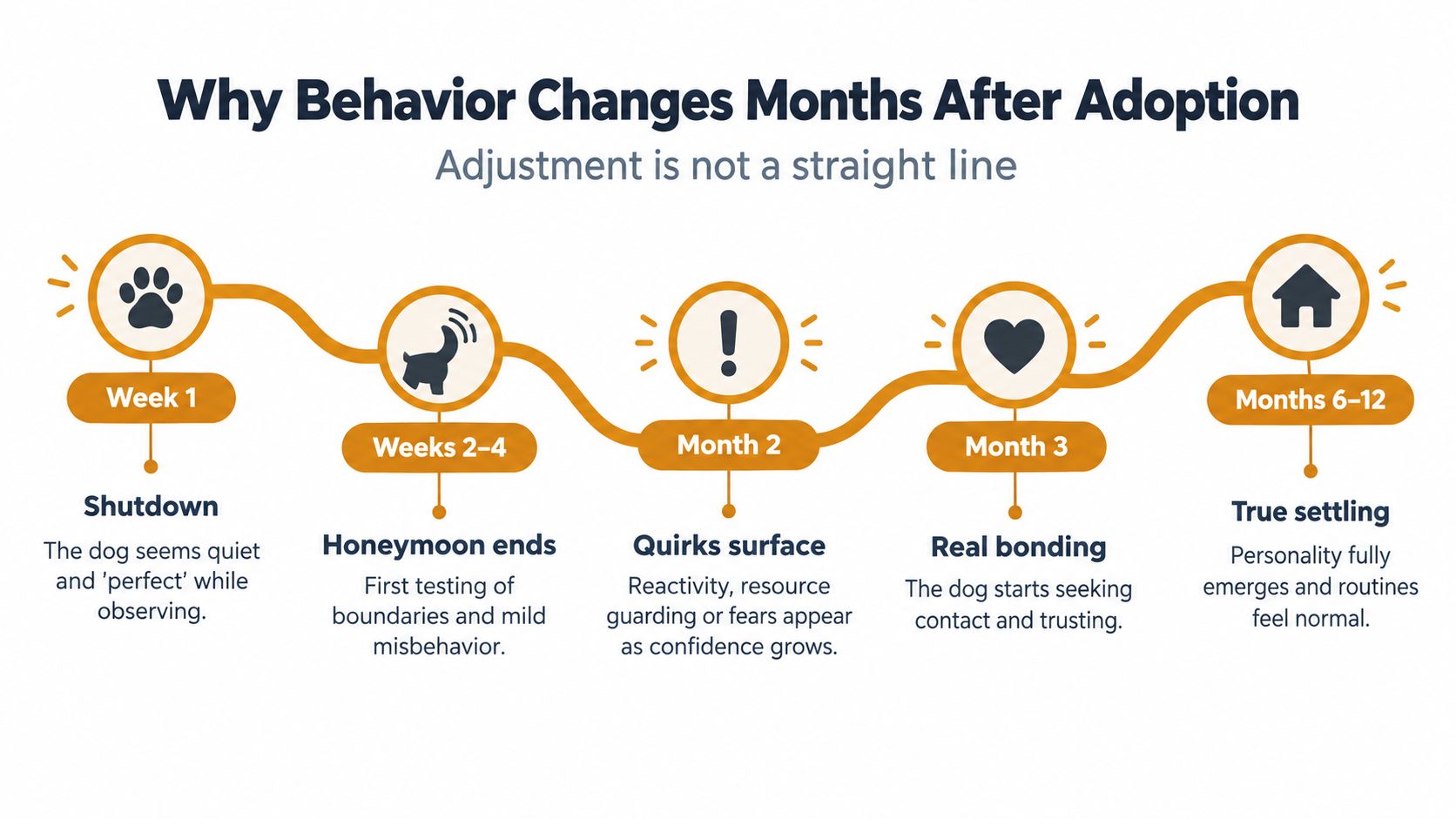 A timeline chart titled Why Behavior Changes Months After Adoption, illustrating how rescue dogs adapt over time.