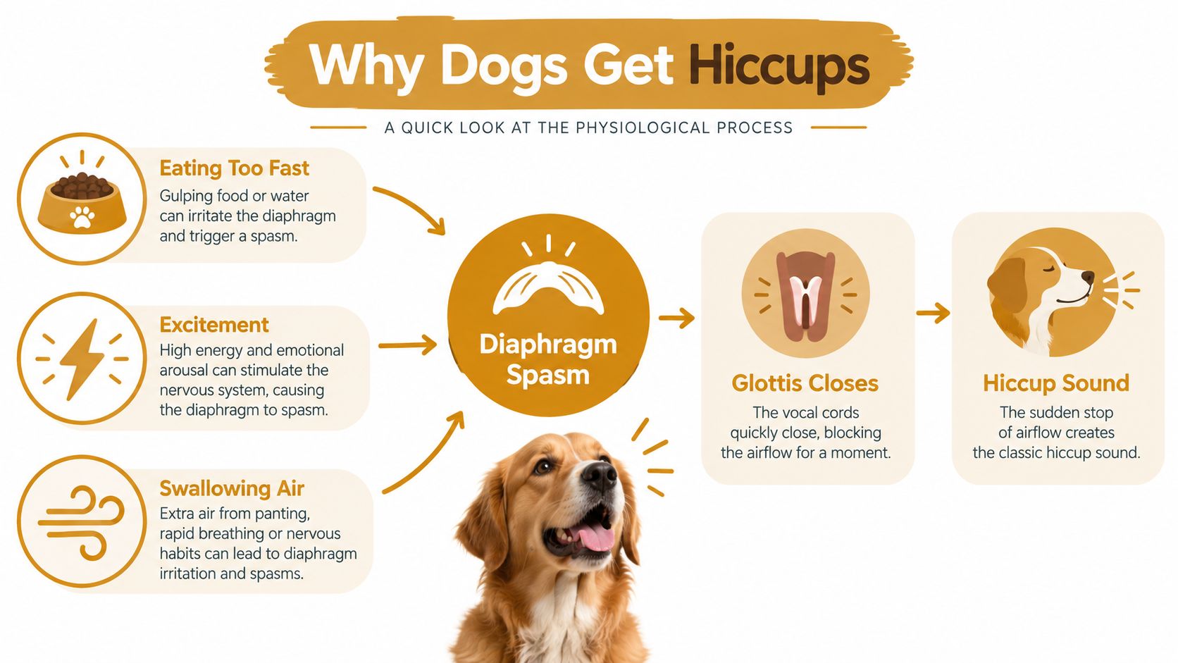 Un diagramma di flusso che spiega il processo fisiologico del motivo per cui i cani hanno il singhiozzo, mostrando le cause e il suono risultante.