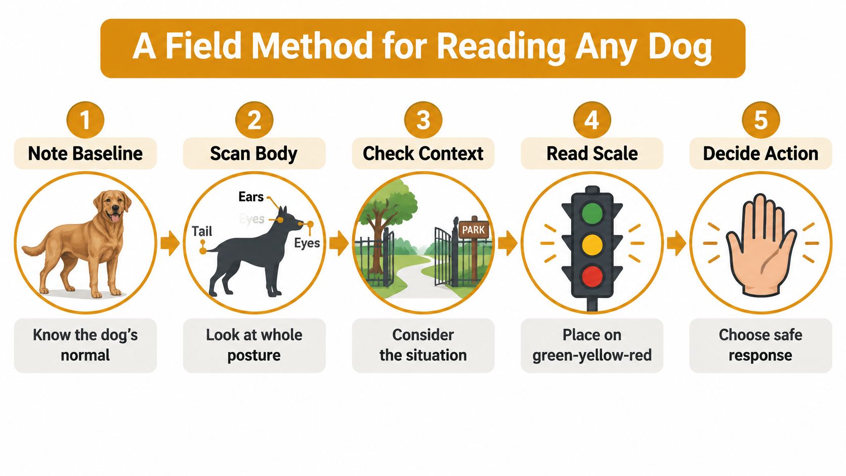 A five-step infographic showing how to read dog body language by observing behavior and context.