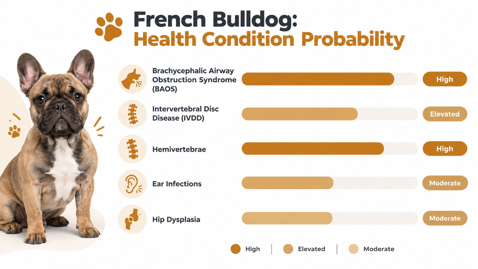 A chart showing the probability of common health conditions in French Bulldog dog breeds.