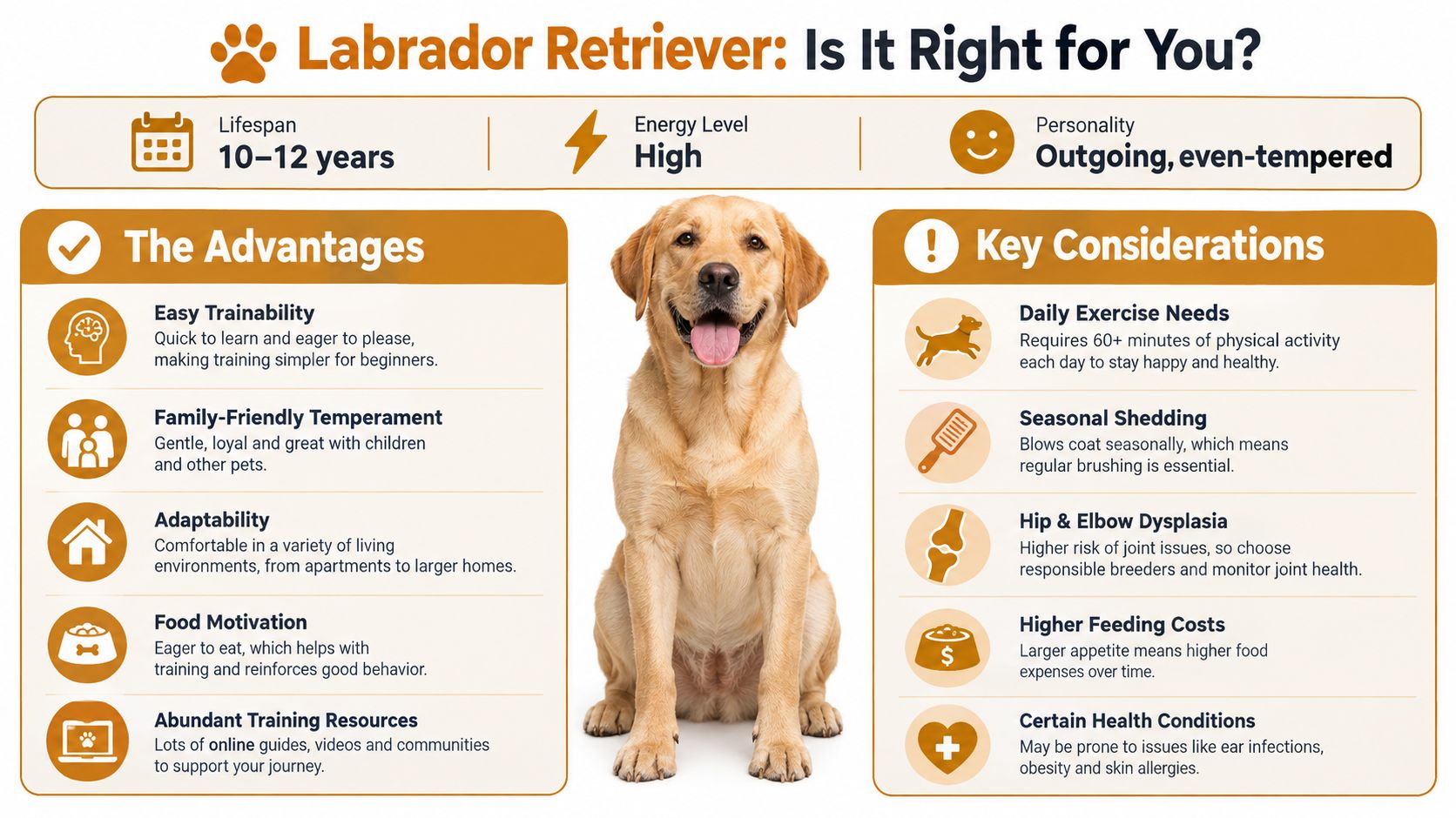 An infographic summarizing key characteristics, advantages, and considerations for potential Labrador Retriever dog owners.
