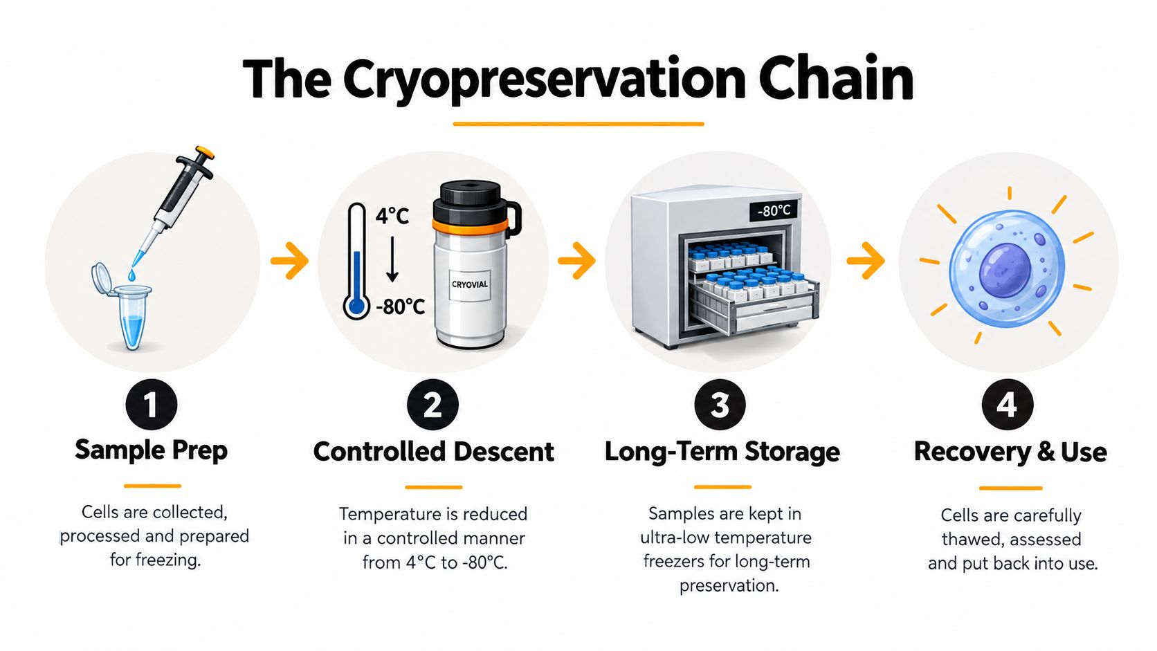 An infographic showing the four-step cryopreservation chain process for biological samples, from preparation to long-term storage and recovery.