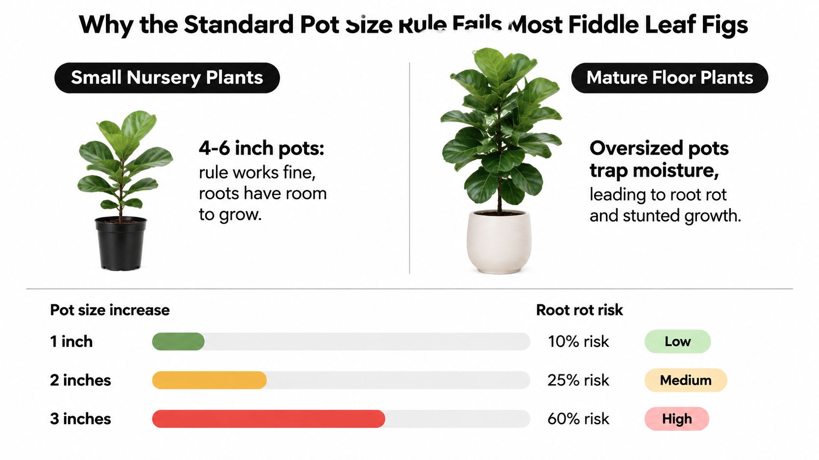 An infographic illustrating how increasing pot size beyond recommended limits increases root rot risk for Fiddle Leaf Fig plants.