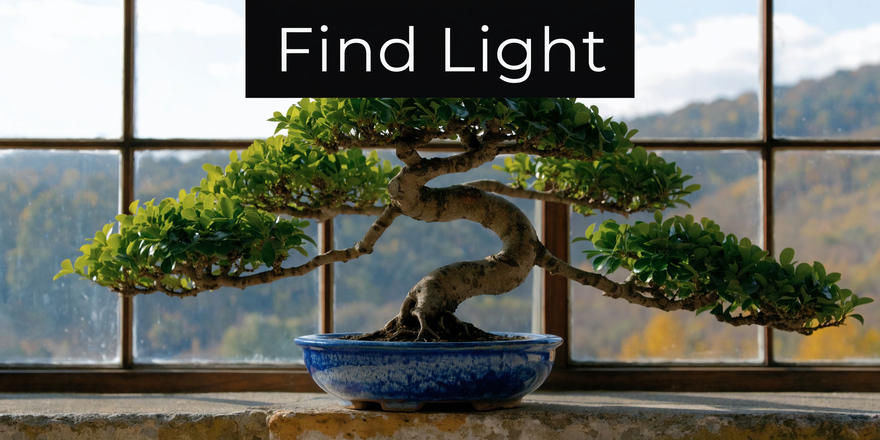A beautiful small green bonsai tree sitting in a blue ceramic pot in front of a window.