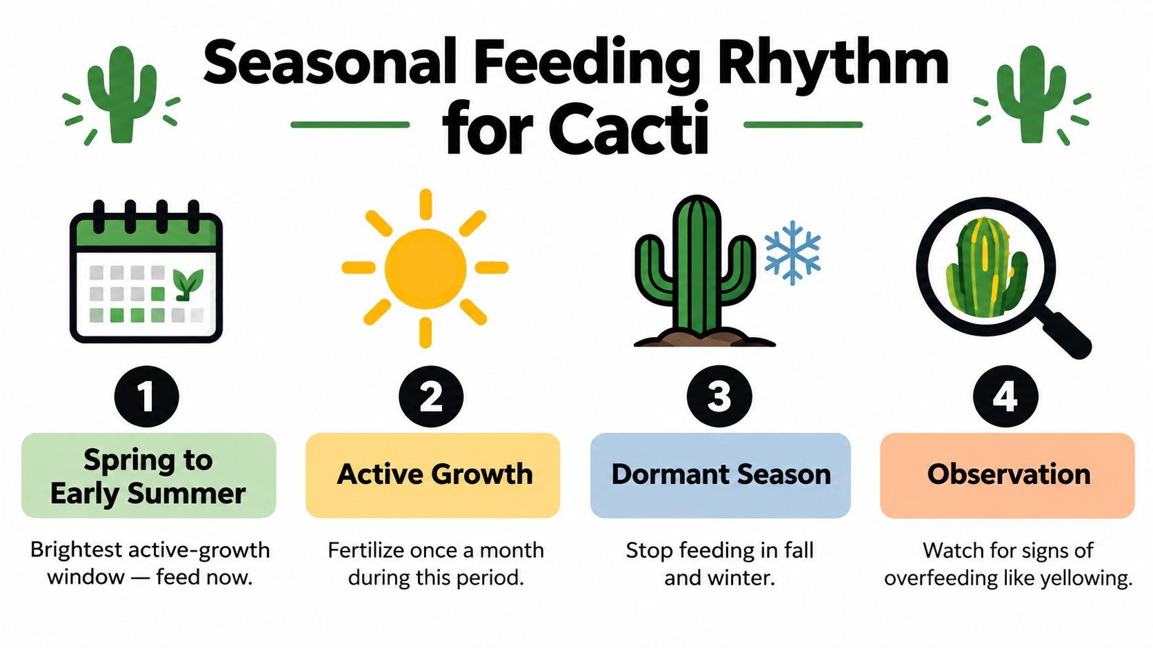An infographic showing a four-step guide on the seasonal feeding rhythm for fertilizing potted cactus plants.