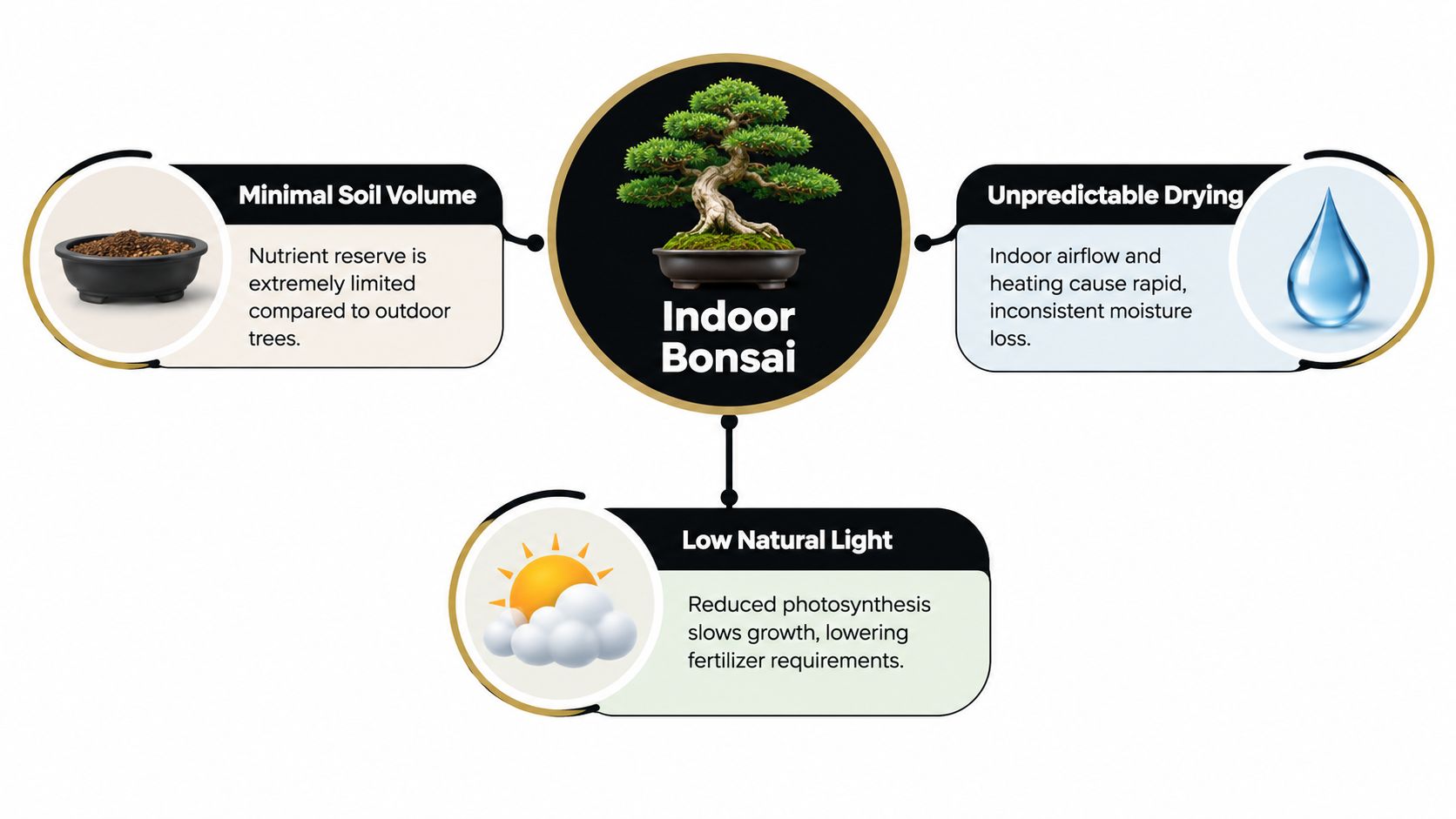 A diagram explaining the three primary challenges of maintaining indoor bonsai trees, including light, soil, and moisture.