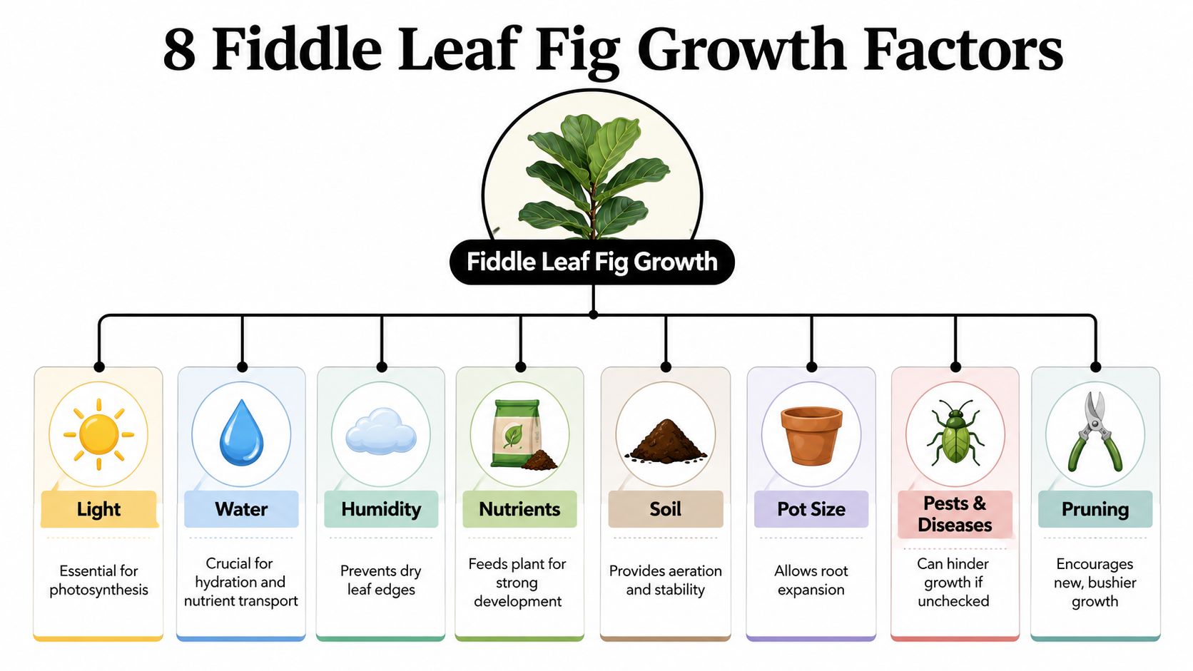 A diagram illustrating eight key factors for healthy Fiddle Leaf Fig plant growth and maintenance.
