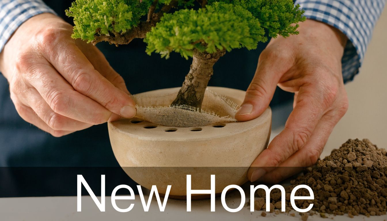 A close-up view of a person gently transplanting a small bonsai tree into a ceramic pot.