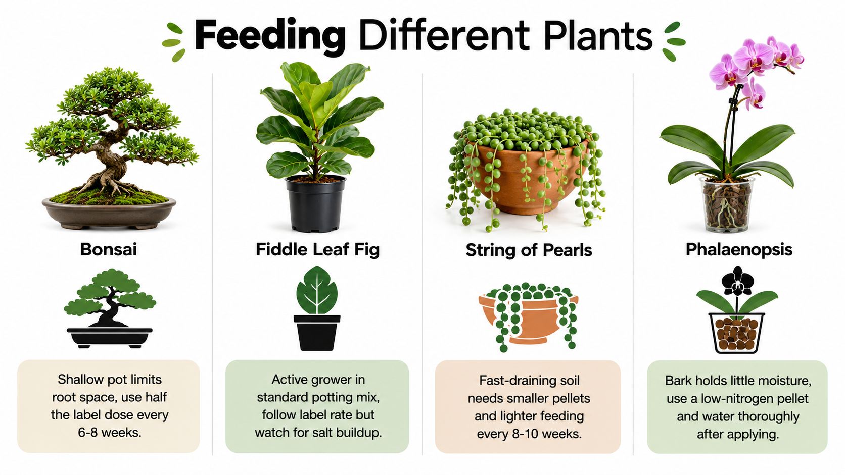 An infographic showing fertilization tips for bonsai, fiddle leaf fig, string of pearls, and phalaenopsis plants.