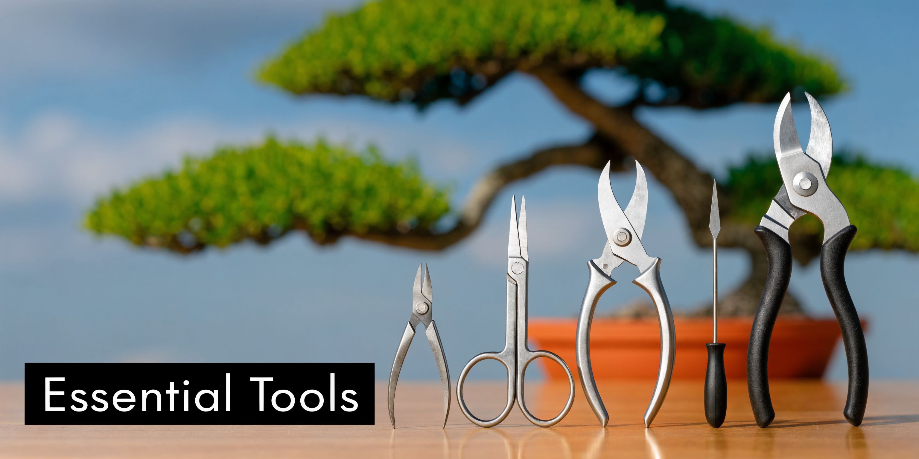 A set of essential bonsai pruning tools arranged neatly on a wooden surface with a bonsai tree behind.