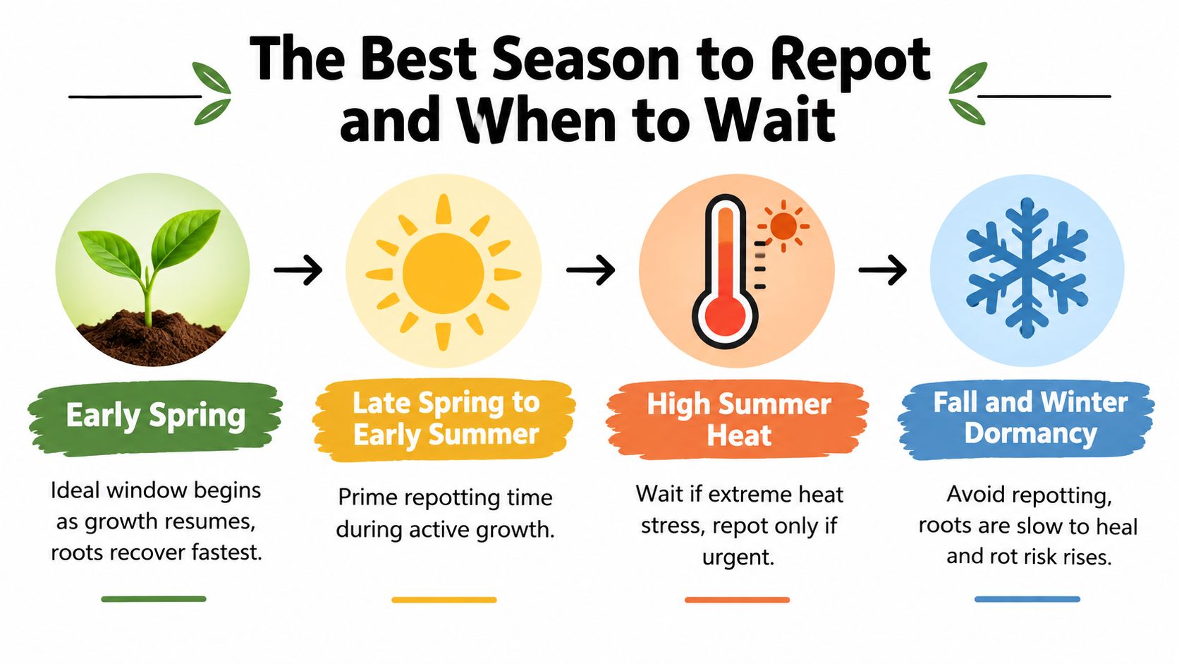 An infographic showing the best seasons to repot plants, highlighting spring as ideal and winter as dormant.