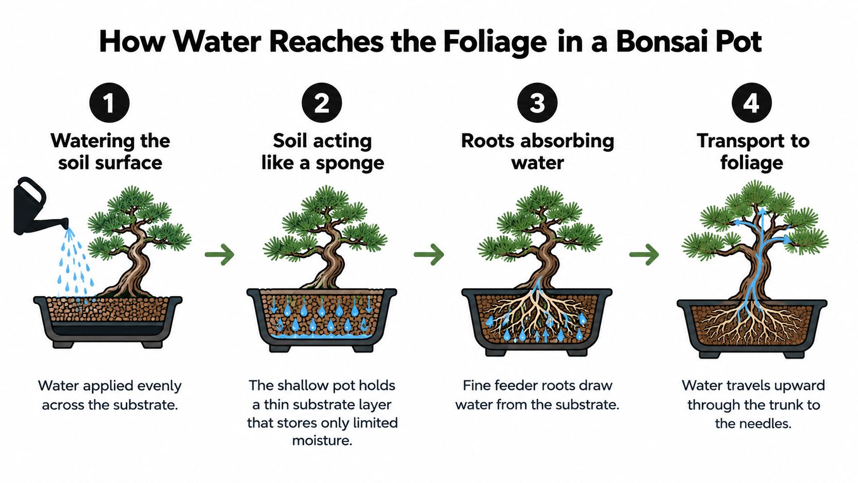 A four-step educational diagram illustrating the process of watering a bonsai tree and moisture transport.