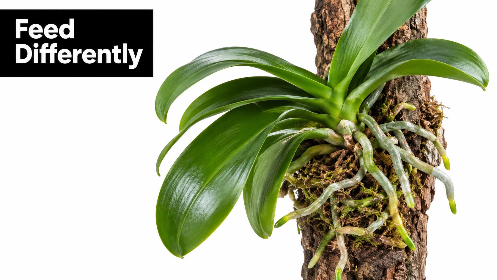 A healthy Phalaenopsis orchid plant with vibrant green leaves and roots growing attached to tree bark.