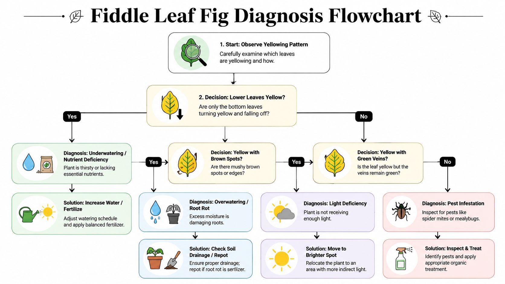 A diagnostic flowchart for a fiddle leaf fig plant showing causes and solutions for yellow leaves.