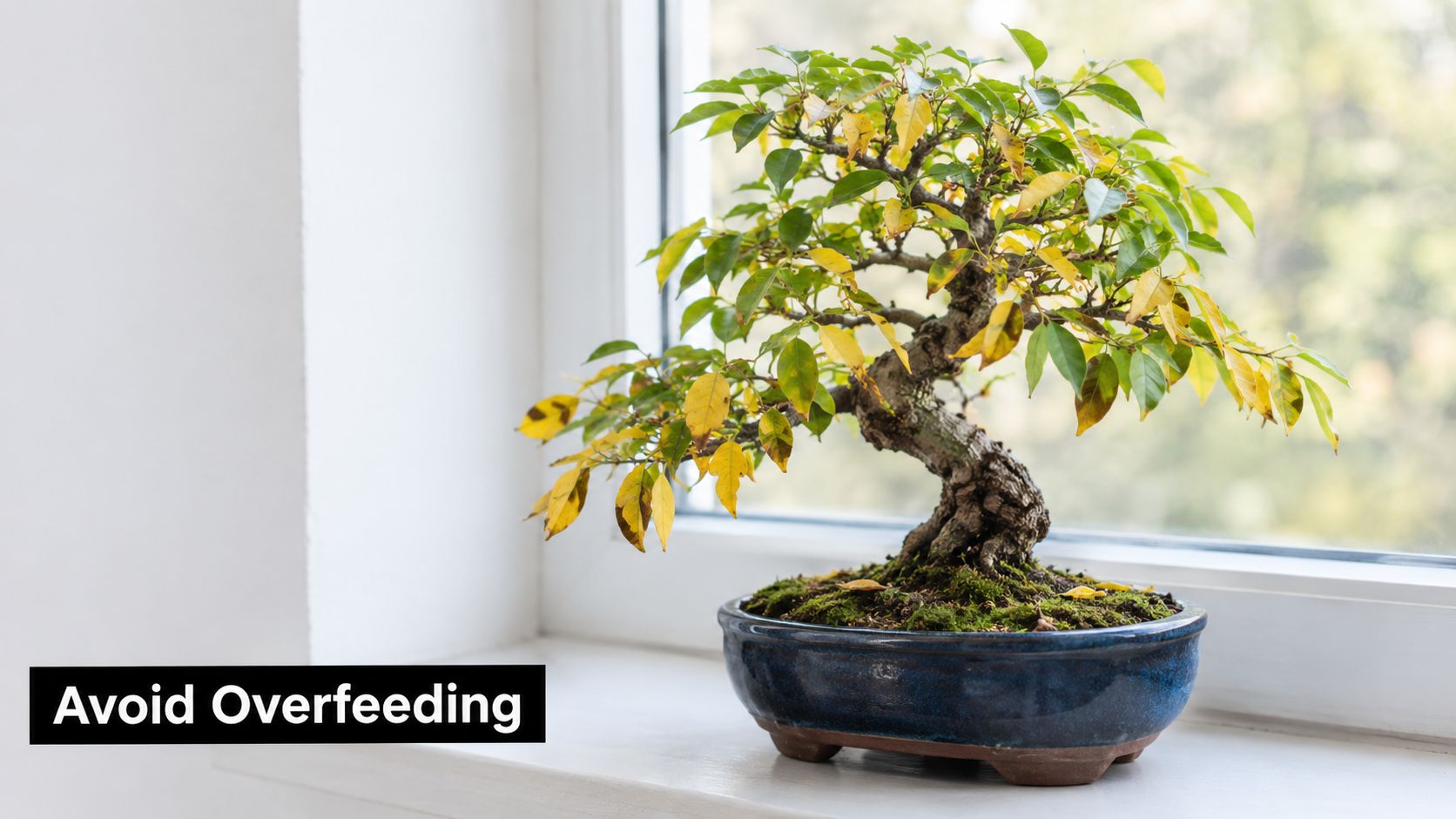 A bonsai tree with yellowing leaves on a windowsill, emphasizing the importance of avoiding overfeeding indoor plants.