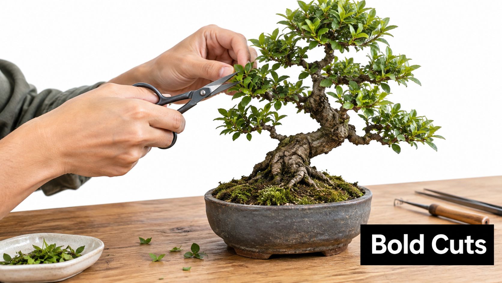 A person uses small scissors to carefully prune the green foliage of a potted bonsai tree.