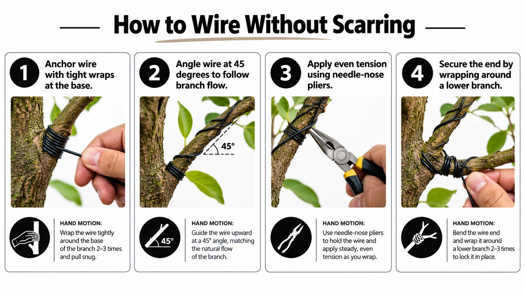 A four-step instructional guide on how to safely apply wire to bonsai branches to avoid scarring.