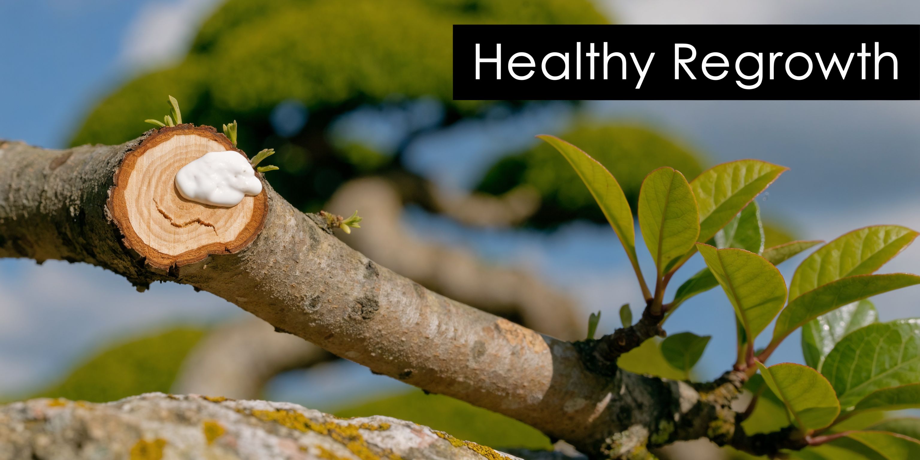 A close-up view of a pruned bonsai branch with healing paste applied to the cut surface.